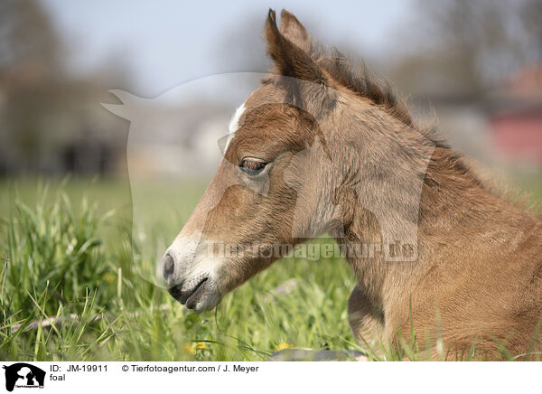 Fohlen / foal / JM-19911