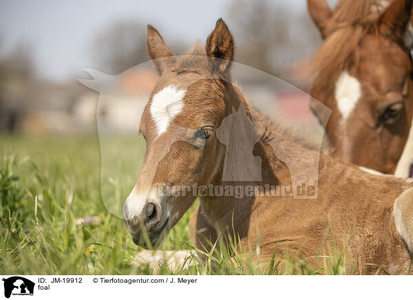 foal / JM-19912