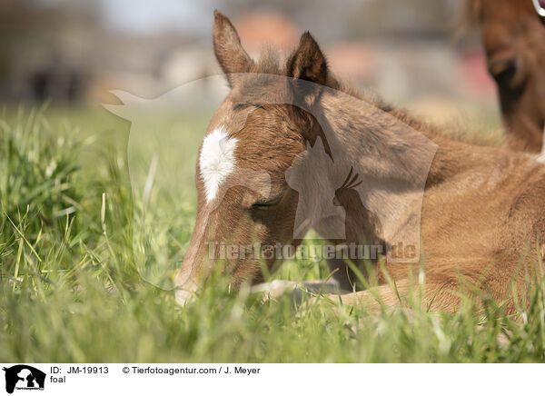 Fohlen / foal / JM-19913