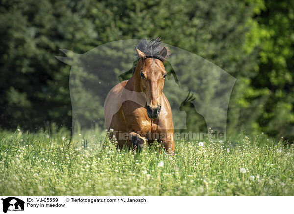 Pony auf der Koppel / Pony in maedow / VJ-05559