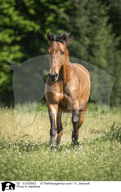 Pony auf der Koppel / Pony in maedow / VJ-05563