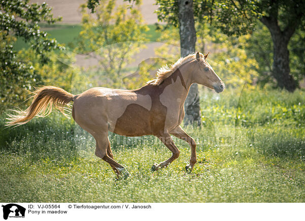 Pony auf der Koppel / Pony in maedow / VJ-05564