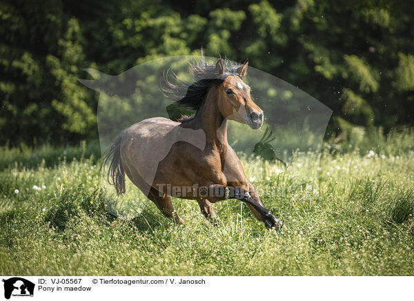 Pony auf der Koppel / Pony in maedow / VJ-05567