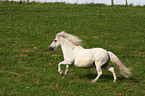 galloping pony