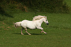 galloping pony