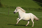 galloping pony