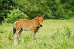 pony foal