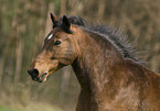 pony portrait