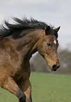 pony portrait