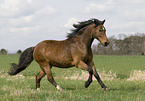 galloping pony