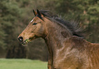 pony portrait