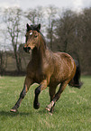 galloping pony