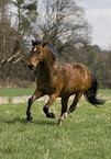 galloping pony