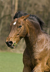 pony portrait