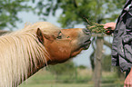 eating pony