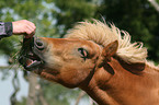 eating pony