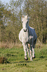 trotting Pony