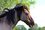 pony crossbreed Portrait