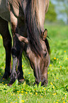 pony crossbreed Portrait