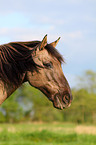 pony crossbreed Portrait