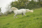 galloping pony