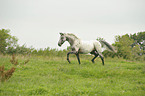 trotting pony