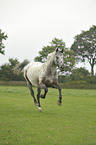 galloping pony