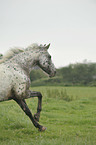 galloping pony