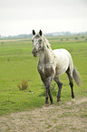 trotting pony