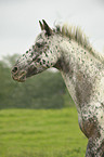 Pony-crossbreed Portrait