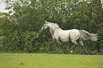 trotting pony