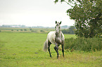 trotting pony