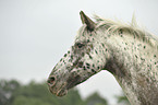 Pony-crossbreed Portrait