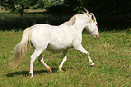 trotting pony