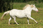 galloping pony