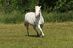 trotting pony