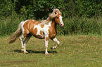 trotting pony