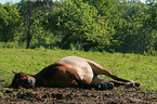 sleeping Pony