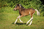 Pony foal