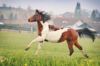 galloping Pony