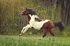 galloping Pony