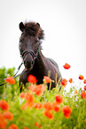 Pony Portrait