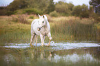 walking Pony