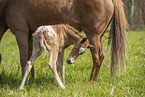 foal