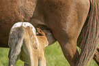 foal