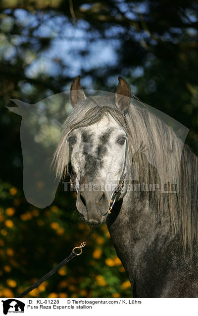 Pura Raza Espanola Hengst / Pura Raza Espanola stallion / KL-01228