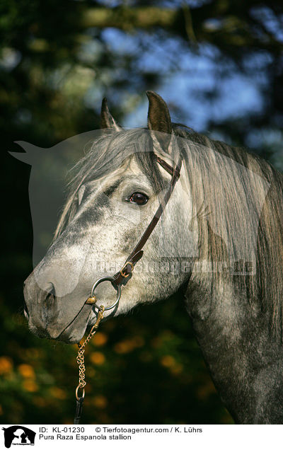 Pura Raza Espanola Hengst / Pura Raza Espanola stallion / KL-01230