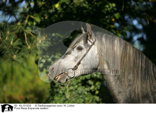 Pura Raza Espanola Hengst / Pura Raza Espanola stallion / KL-01233