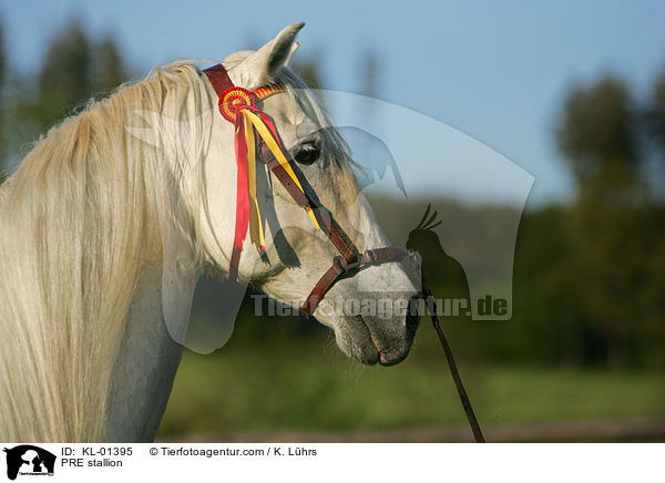 PRE stallion / KL-01395