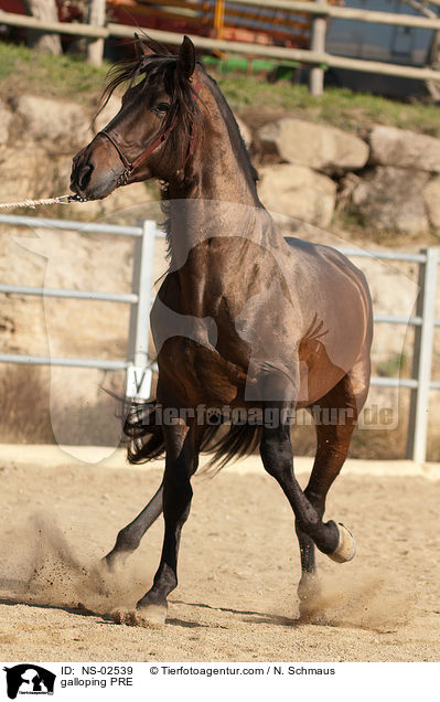 galloping PRE / NS-02539